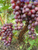 Саженцы уральского винограда #3