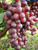 Саженцы уральского винограда #4