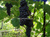 Саженцы уральского винограда #5