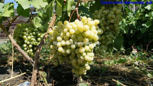 Урожайные сорта винограда #1