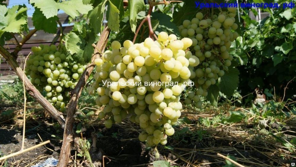 Двухлетние саженцы уральского винограда! Лучшие морозоустойчивые сорта Урал 1