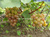 Двухгодовалые саженцы уральского винограда #2