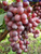 Сладкие сорта уральского винограда, двухгодовалые саженцы #4