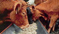 Krmivo pro dojnice KK-60-1 30 kg Omsk, Agrokolos