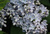 Сирень Аукубофолия (Syringa Aucubaefolia) 40-60см 5л #3