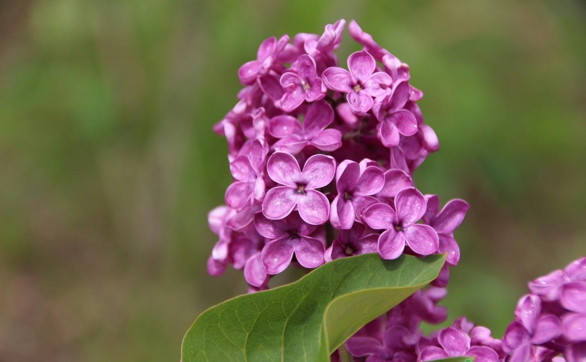 Сирень Syringa vulgaris. Сирень обыкновенная Индия. Сирень обыкновенная "Индия" Syringa vulgaris 'indiya'. Сирень сорт Индия.