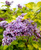 Сирень Аукубофолия (Syringa Aucubaefolia) 10 л 80-120 см #1