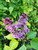 Сирень обыкновенная Сенсация (Syringa vulgaris Sensation) 30л 120-130см #2
