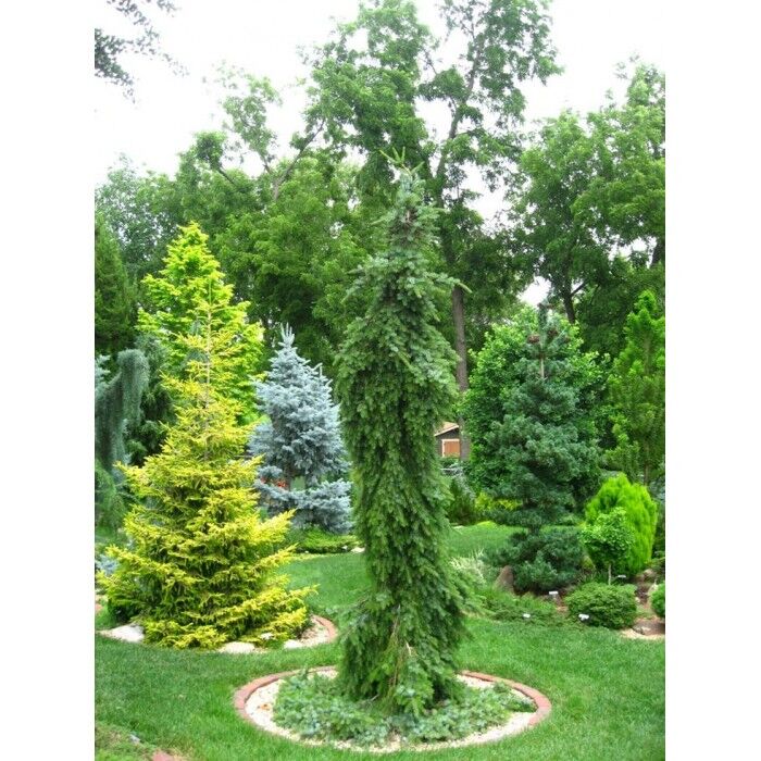 Ель сербская Пендула Брунс (Picea omorika Pendula Bruns) 10 -15 л контейнер 80-100см