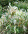 Ячмень гривастый (Hordeum jubatum) 2л #3