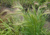 Ячмень гривастый (Hordeum jubatum) 2л #2