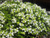 Тимьян ползучий (Thymus serpyllum Albus) 2л #2