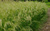 Щучка дернистая Бронзешляйер (Deschampsia cespitosa Bronzeschleier) 5л #1