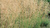 Щучка дернистая Бронзешляйер (Deschampsia cespitosa Bronzeschleier) 5л #2