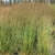 Щучка дернистая Бронзешляйер (Deschampsia cespitosa Bronzeschleier) 5л #3