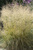 Щучка дернистая Голдтау (Deschampsia cespitosa Goldtau) 5л #2