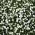 Гвоздика травянка Albus (Dianthus deltoides Albus) 1л #2