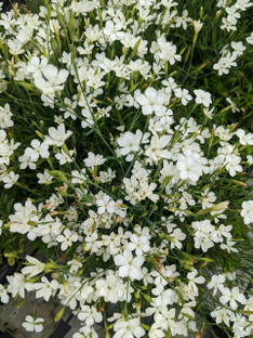 Гвоздика травянка Albus (Dianthus deltoides Albus) 1л #1
