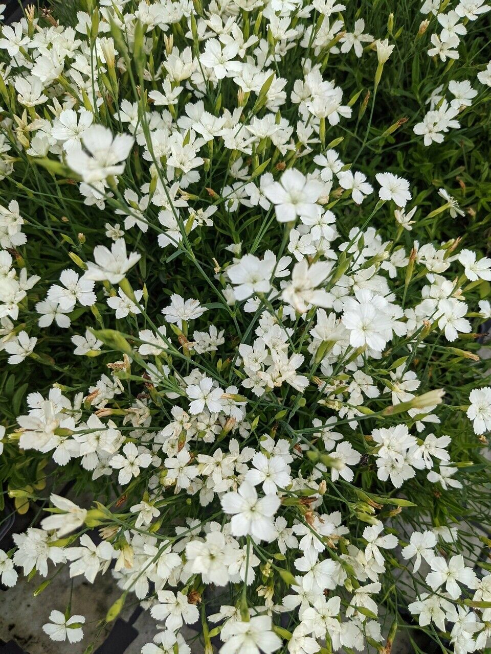 Гвоздика травянка Albus (Dianthus deltoides Albus) 1л