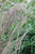 Молиния тростниковая Фонтейн (Molinia arundinacea Fontane) 2л #1