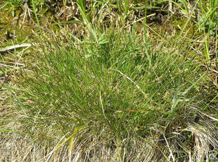 Осока Дэвелла (Carex davalliana) с2 #1