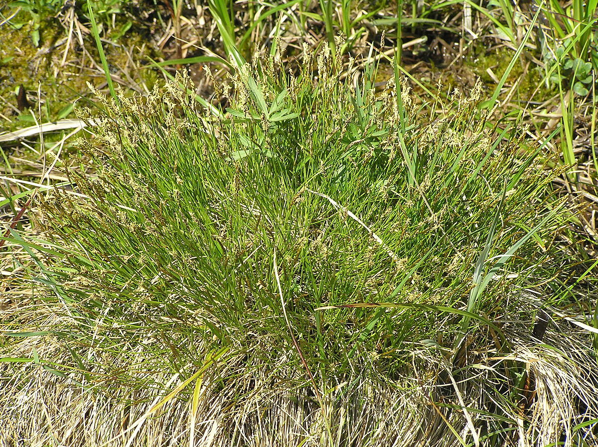 Осока Дэвелла (Carex davalliana) с2