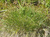 Осока Дэвелла (Carex davalliana) с2 #1