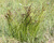 Осока Дэвелла (Carex davalliana) с2 #2