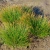 Осока Дэвелла (Carex davalliana) с2 #3