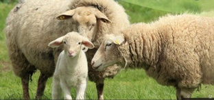 Электропастух для овец и ягнят на 6,0 ГА / 1 километр в 3 ряда 