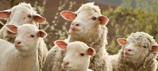 Электропастух для овец и ягнят на 25,0 ГА / 2 километра в 3 ряда 