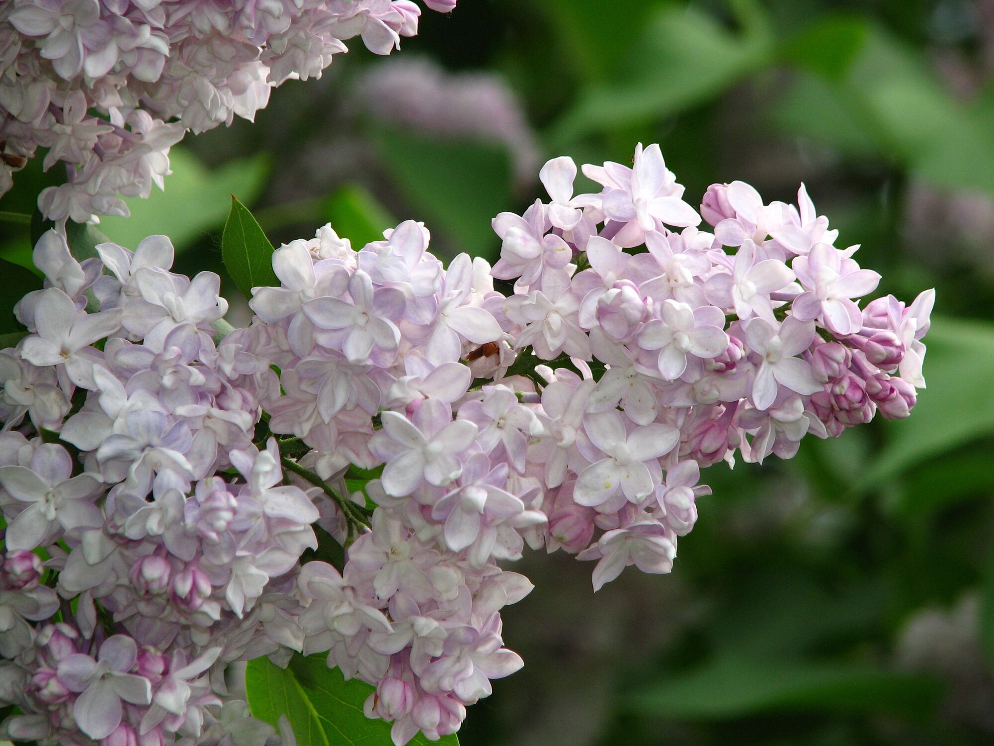 Сирень Полина Осипенко (Syringa Polina Osipenko) 5л 40-60 см