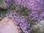 Тимьян ползучий (Thymus serpyllum) 2л #4
