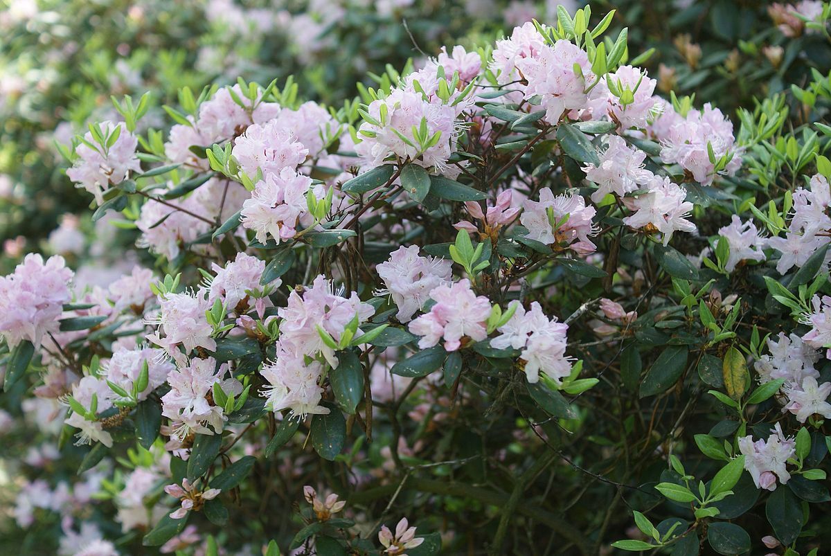 Рододендрон минус - Rhododendron minus С15 70см, цена в Санкт-Петербурге от  компании Вилла-планта (садовый центр и питомник растений, ландшафтное бюро)