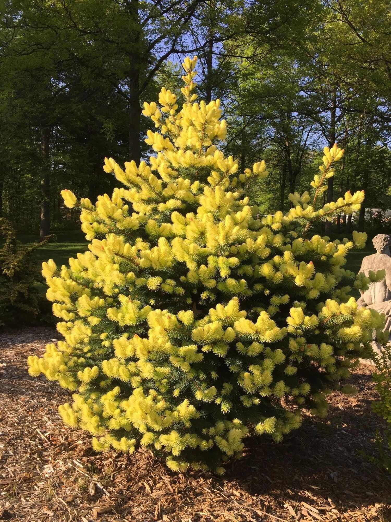 Ель колючая Майголд (Picea pungens Maigold) 50 л 140-160см